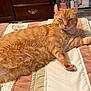cat, orange_tabby, pet, feline, indoor, bedroom, quilt, furniture, wooden_drawer, storage_container, carpet, relaxed, lying_down, paw, whiskers, fur, cute, sleepy, domestic_animal, cozy