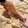 Frisky is registered to the contest to win money with this photo: animal, bed, bedspread, blanket, cat, cozy, cute, domestic_animal, feline, fur, indoor, notebook, orange_cat, paw, pet, pink, relaxed, resting, sleepy, whiskers