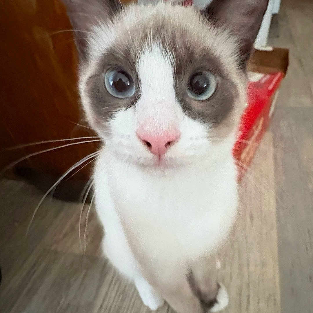 Coco is registered to the contest to win money with this photo: animal, background, blue_eyes, box, brown_white, cat, close_up, curious, domestic, ears, feline, flooring, fur, household, indoor, looking_up, pet, pink_nose, whiskers, wooden_floor