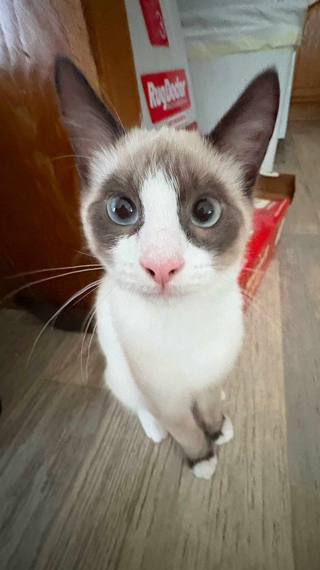 Coco is registered to the contest to win money with this photo: cat, blue_eyes, pink_nose, curious, close_up, indoor, wooden_floor, whiskers, household, pet, animal, feline, ears, fur, domestic, looking_up, flooring, background, box, brown_white