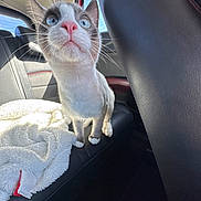 Coco is registered to the contest to win money with this photo: cat, blue_eyes, pink_nose, car_interior, backseat, blanket, sunlight, leather_seat, curious, pet, whiskers, indoor, feline, animal, closeup, portrait, window, daylight, cozy, domestic