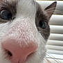 cat, close_up, nose, whiskers, blue_eyes, fur, pet, animal, curious, indoor, face, snout, pink_nose, whisker, mammal, cute, feline, portrait, head, close