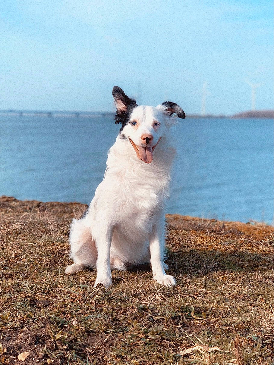 Presto participe au concours pour gagner de l'argent avec cette photo : beach, carnivore, companion_dog, dog, dog_breed, horizon, lake, non_sporting_group, ocean, sea, sky, sporting_group, tail, water, wave, wind_wave, working_animal