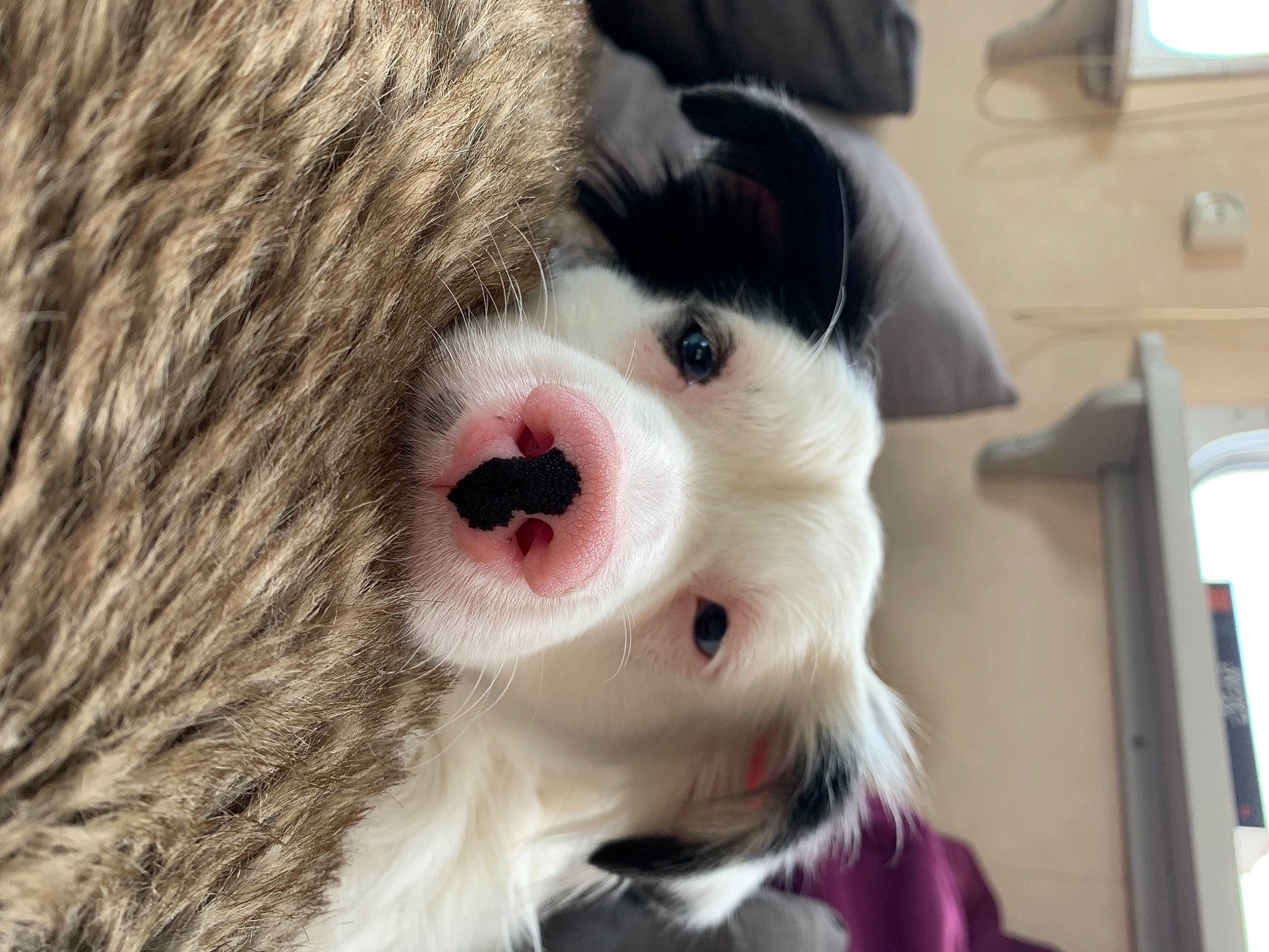 Presto a rejoint le concours — aidez-le/la à gagner de superbes lots ! bear, big_cats, canidae, carnivore, companion_dog, dog_breed, fang, fur, fur_clothing, guinea_pig, mascot, natural_material, plush, snout, sporting_group, stuffed_toy, terrestrial_animal, toy, whiskers, working_animal