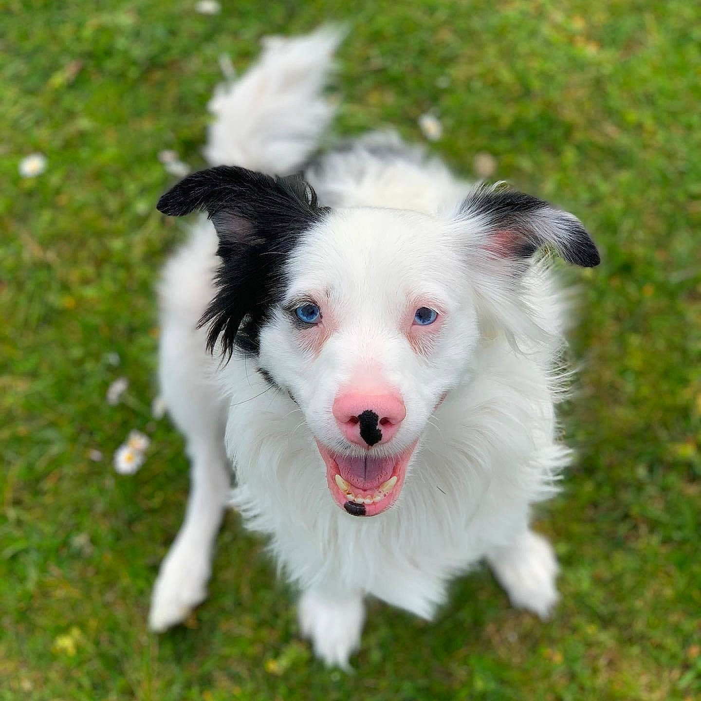 Presto a rejoint le concours — aidez-le/la à gagner de superbes lots ! canidae, carnivore, companion_dog, dog, dog_breed, fang, grass, plant, snout, sporting_group, terrestrial_animal, whiskers, working_dog