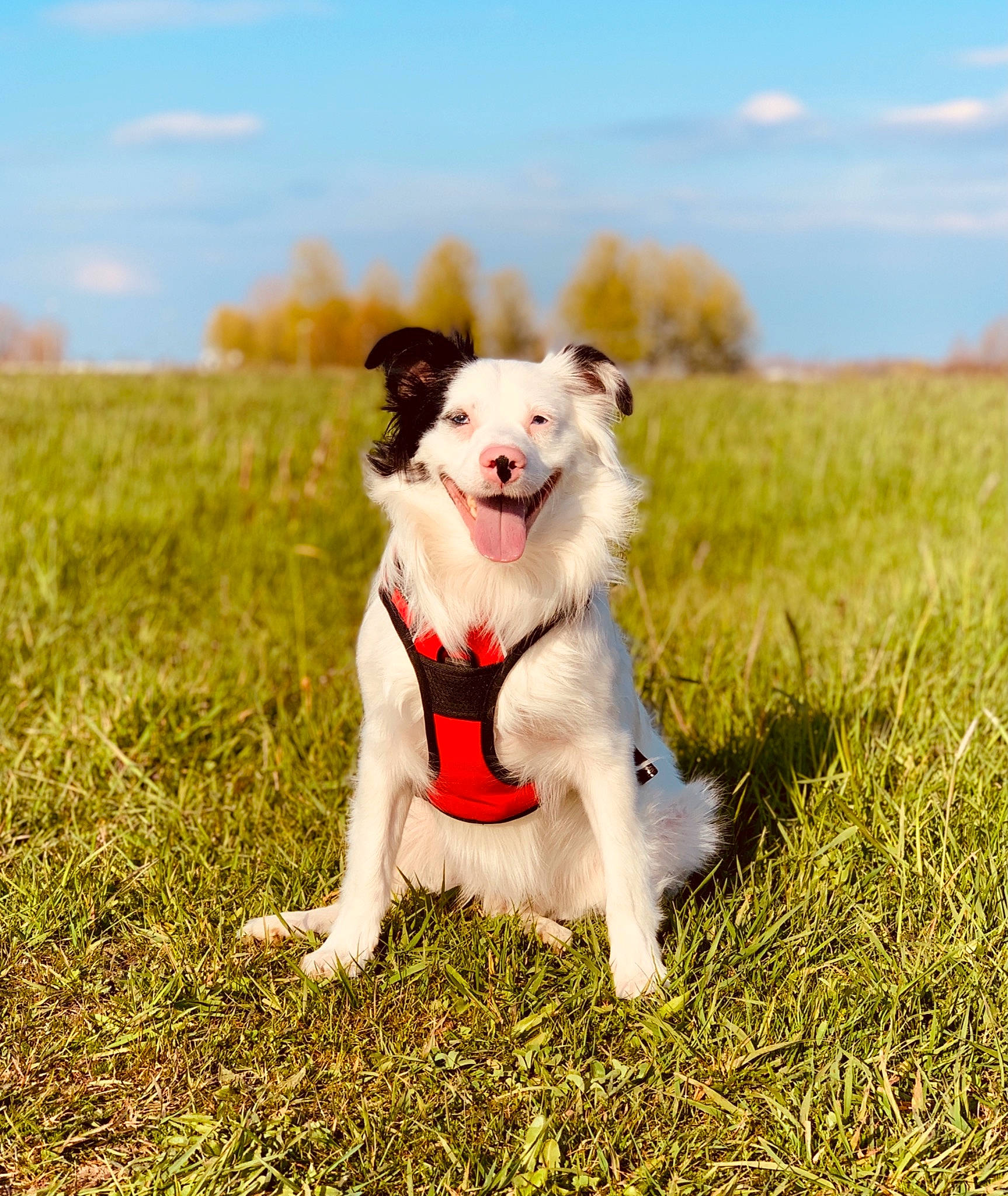 Presto a rejoint le concours — aidez-le/la à gagner de superbes lots ! carnivore, cloud, companion_dog, dog, dog_breed, fawn, field, grass, grassland, happy, landscape, pasture, plant, prairie, sky, soil, sporting_group, tail, tree, wildlife