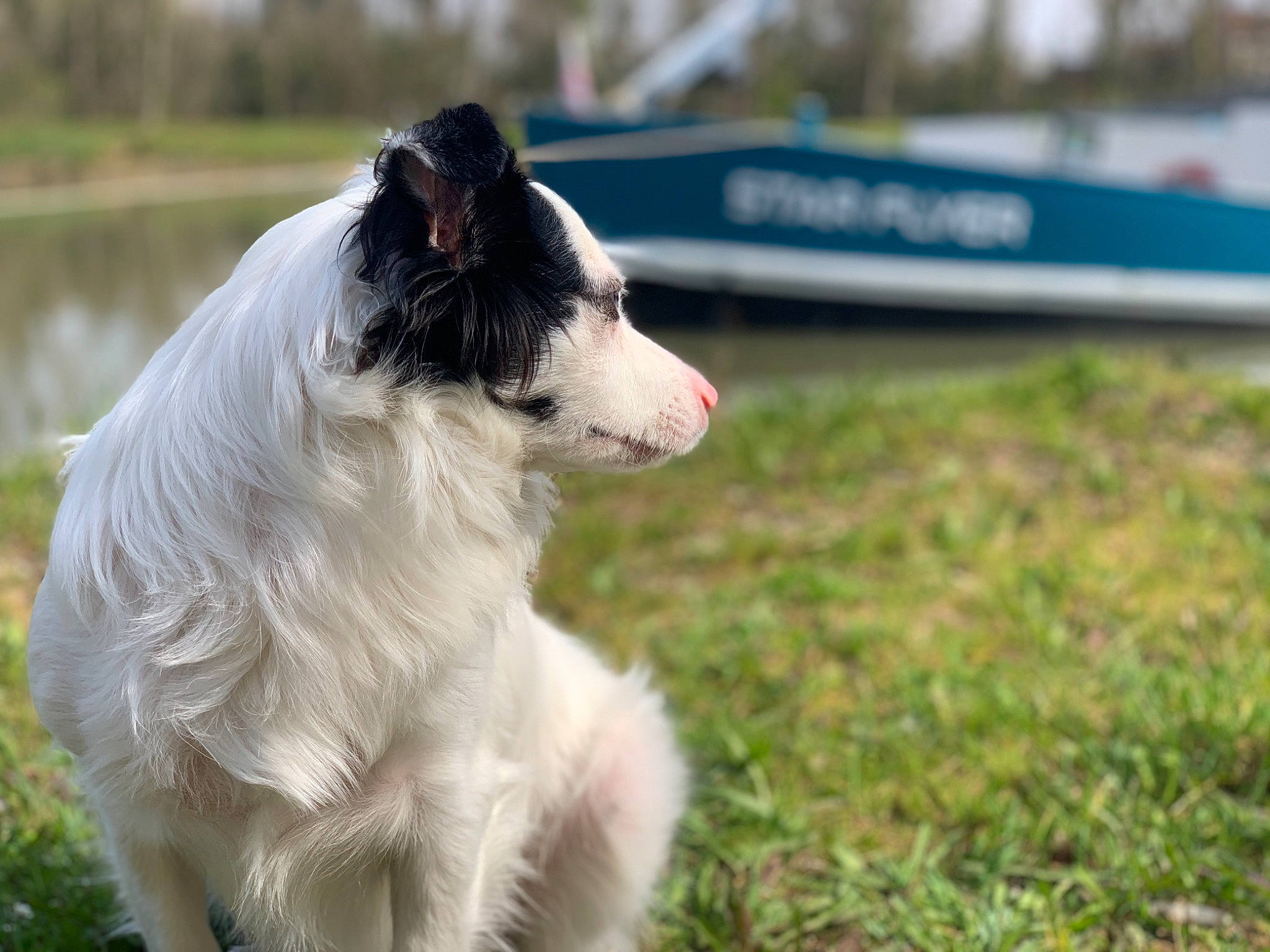 Presto participe au concours pour gagner de l'argent avec cette photo : australian_shepherd, boat, border_collie, canidae, carnivore, companion_dog, dog, dog_breed, fur, grass, herding_dog, non_sporting_group, snout, sporting_group, terrestrial_animal, watercraft, whiskers, working_animal, working_dog