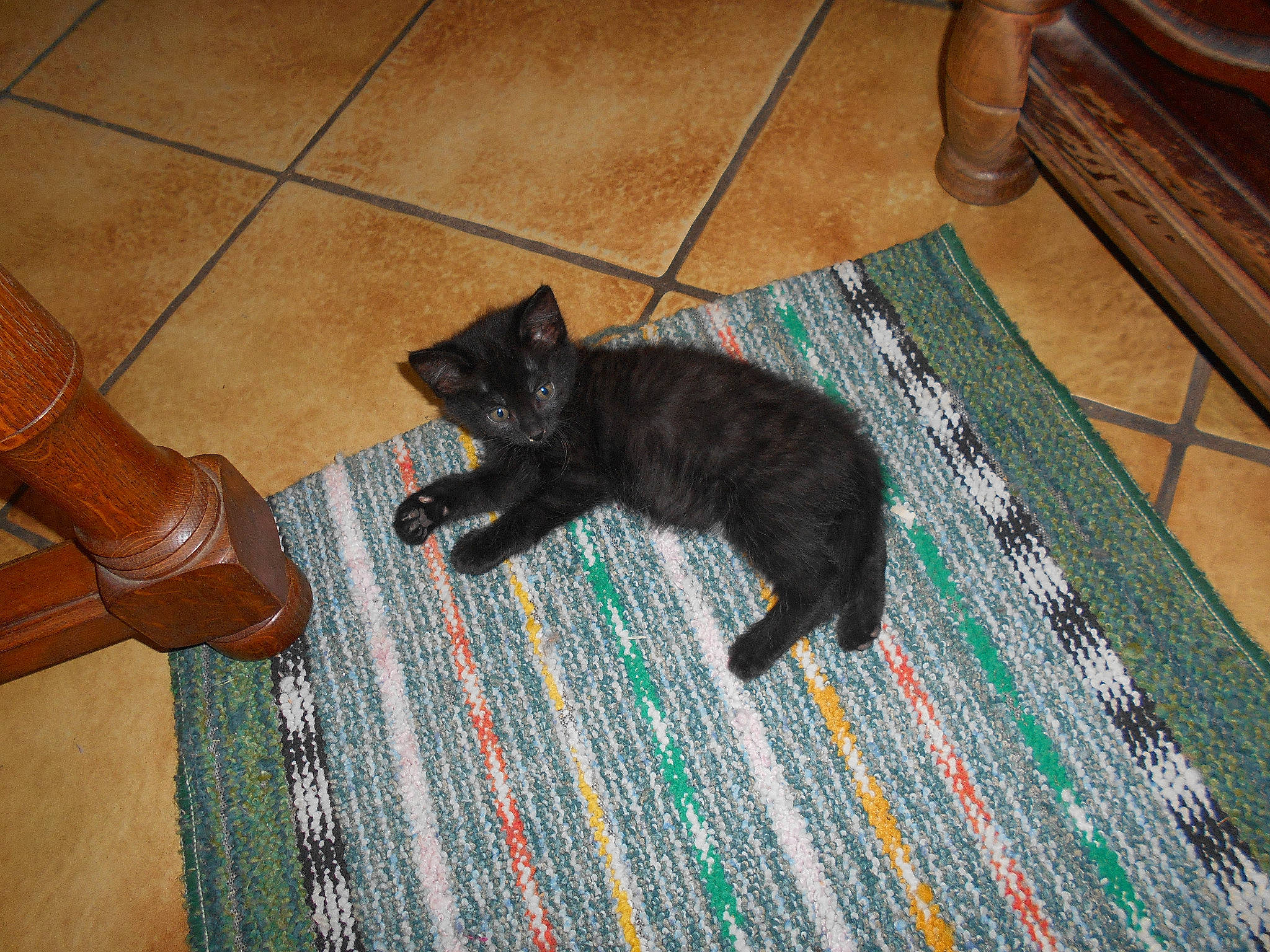 Bounty participe au concours pour gagner de l'argent avec cette photo : bombay, brown, carnivore, carpet, cat, comfort, door_mat, felidae, floor, flooring, hardwood, laminate_flooring, mat, pattern, small_to_medium_sized_cats, tail, whiskers, wood, wood_flooring, wood_stain