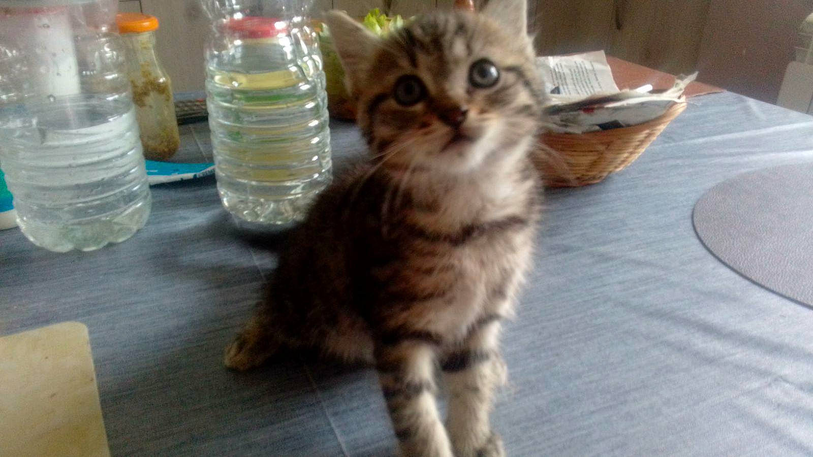 Capucin a rejoint le concours — aidez-le/la à gagner de superbes lots ! bottle, bottled_water, carnivore, cat, distilled_water, domestic_short_haired_cat, drinking_water, fawn, felidae, flooring, fur, mineral_water, paw, plastic_bottle, small_to_medium_sized_cats, snout, tail, water, water_bottle, whiskers