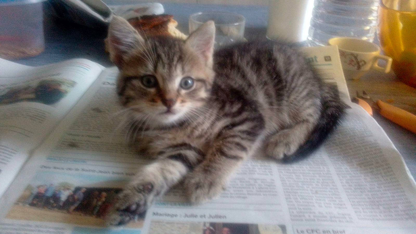 Capucin participe au concours pour gagner de l'argent avec cette photo : carnivore, cat, claw, domestic_short_haired_cat, felidae, fur, household_supply, news, newspaper, paw, publication, small_to_medium_sized_cats, tail, terrestrial_animal, whiskers