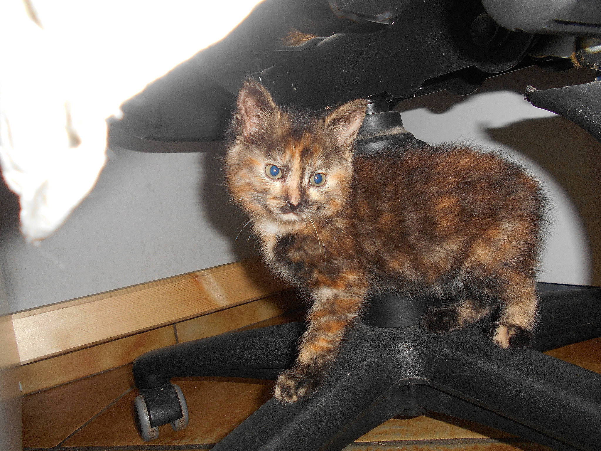 Cannelle a rejoint le concours — aidez-le/la à gagner de superbes lots ! carnivore, cat, chair, claw, comfort, couch, domestic_short_haired_cat, drawer, fawn, felidae, fur, mammal, motorcycle, paw, small_to_medium_sized_cats, snout, tail, vehicle, whiskers, wood