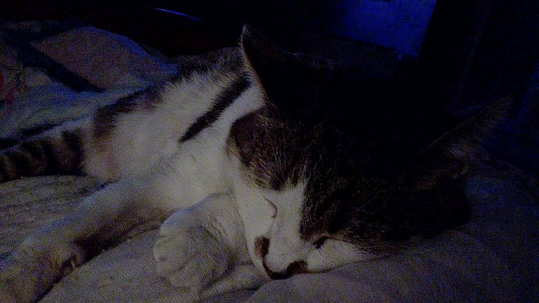 Kiwi participe au concours pour gagner de l'argent avec cette photo : carnivore, cat, claw, comfort, domestic_short_haired_cat, eye, felidae, fur, nap, paw, sleep, small_to_medium_sized_cats, snout, tail, whiskers