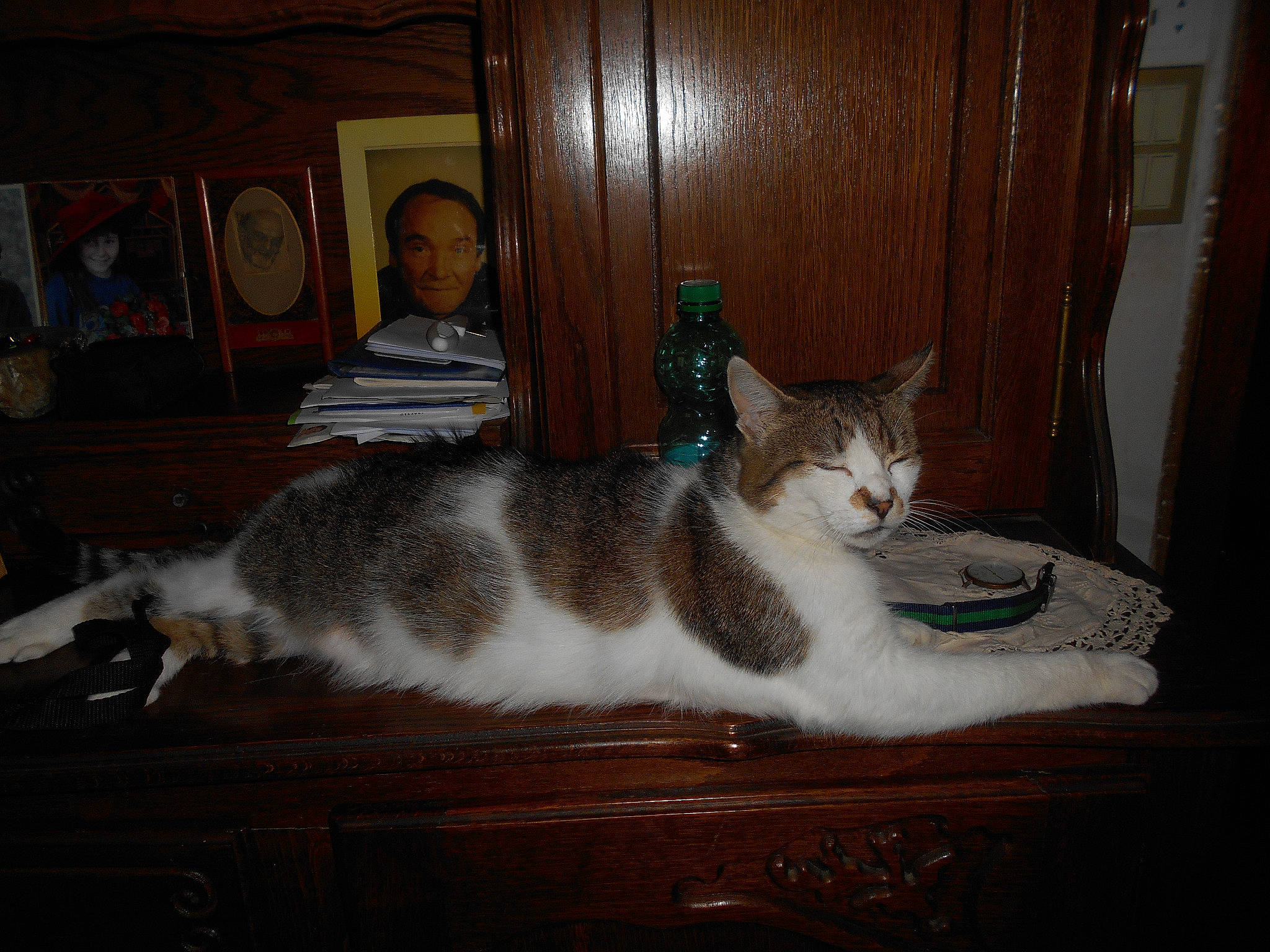 Kiwi participe au concours pour gagner de l'argent avec cette photo : carnivore, cat, comfort, domestic_short_haired_cat, door, fawn, felidae, floor, flooring, fur, grey, hardwood, mammal, picture_frame, small_to_medium_sized_cats, table, tail, vertebrate, whiskers, wood