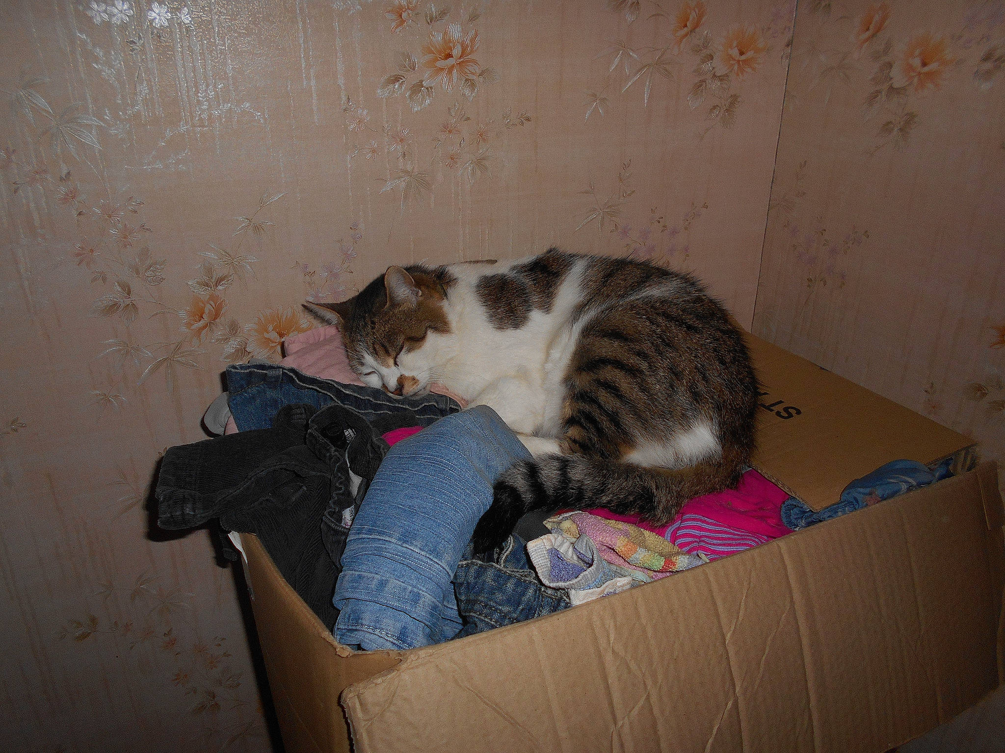 Kiwi a rejoint le concours — aidez-le/la à gagner de superbes lots ! box, cardboard, carnivore, carton, cat, comfort, domestic_short_haired_cat, felidae, flooring, fur, hardwood, packaging_and_labeling, packing_materials, room, shipping_box, small_to_medium_sized_cats, tail, whiskers