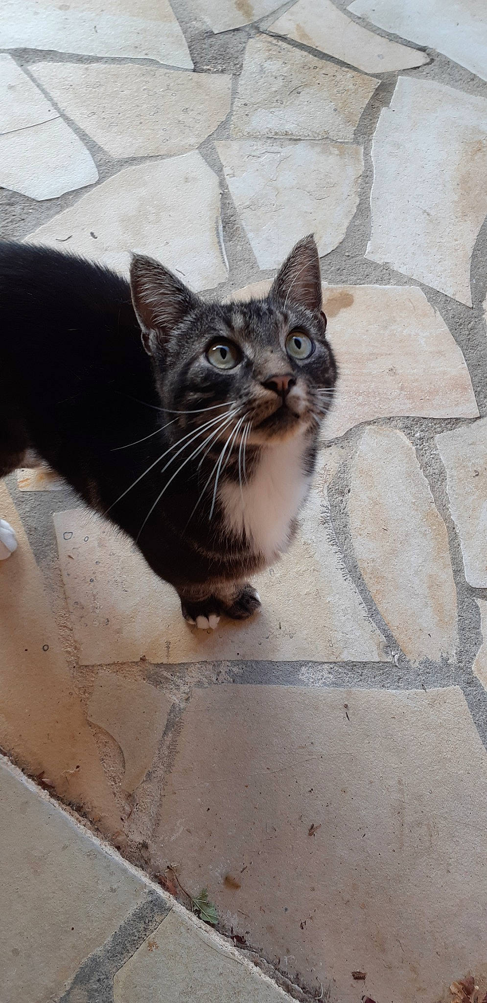 Jipsy a rejoint le concours — aidez-le/la à gagner de superbes lots !