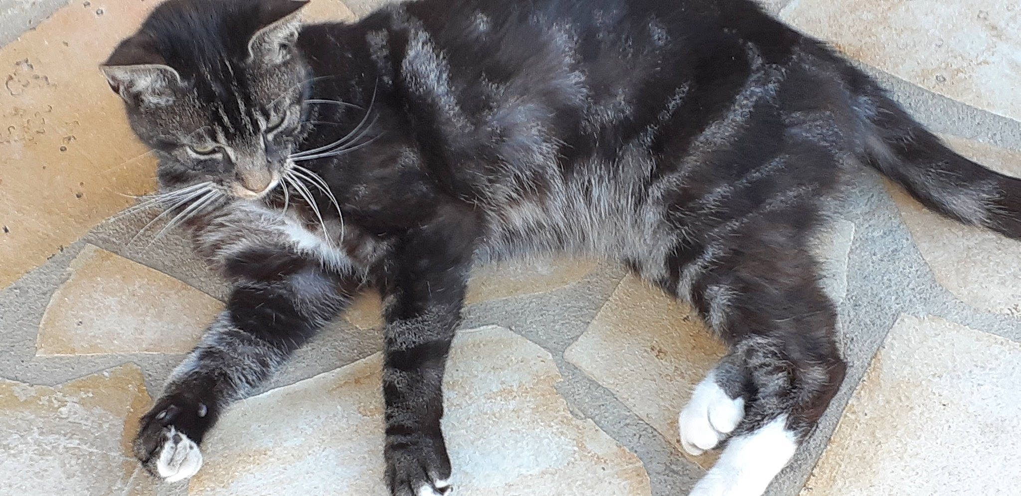 Jipsy participe au concours pour gagner de l'argent avec cette photo :