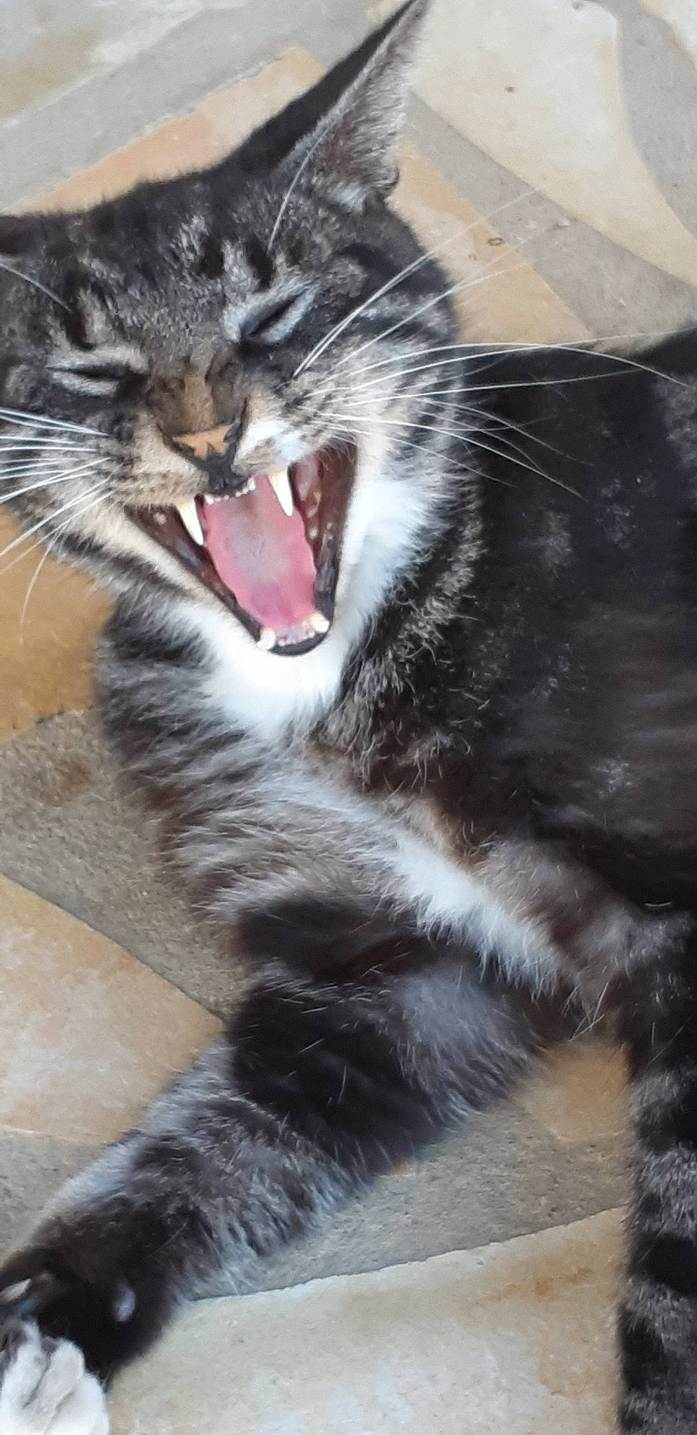 Jipsy a rejoint le concours — aidez-le/la à gagner de superbes lots !