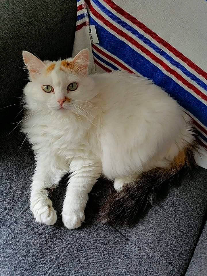 Nanouk participe au concours pour gagner de l'argent avec cette photo : carnivore, cat, claw, comfort, domestic_short_haired_cat, fawn, felidae, fur, paw, small_to_medium_sized_cats, snout, tail, whiskers