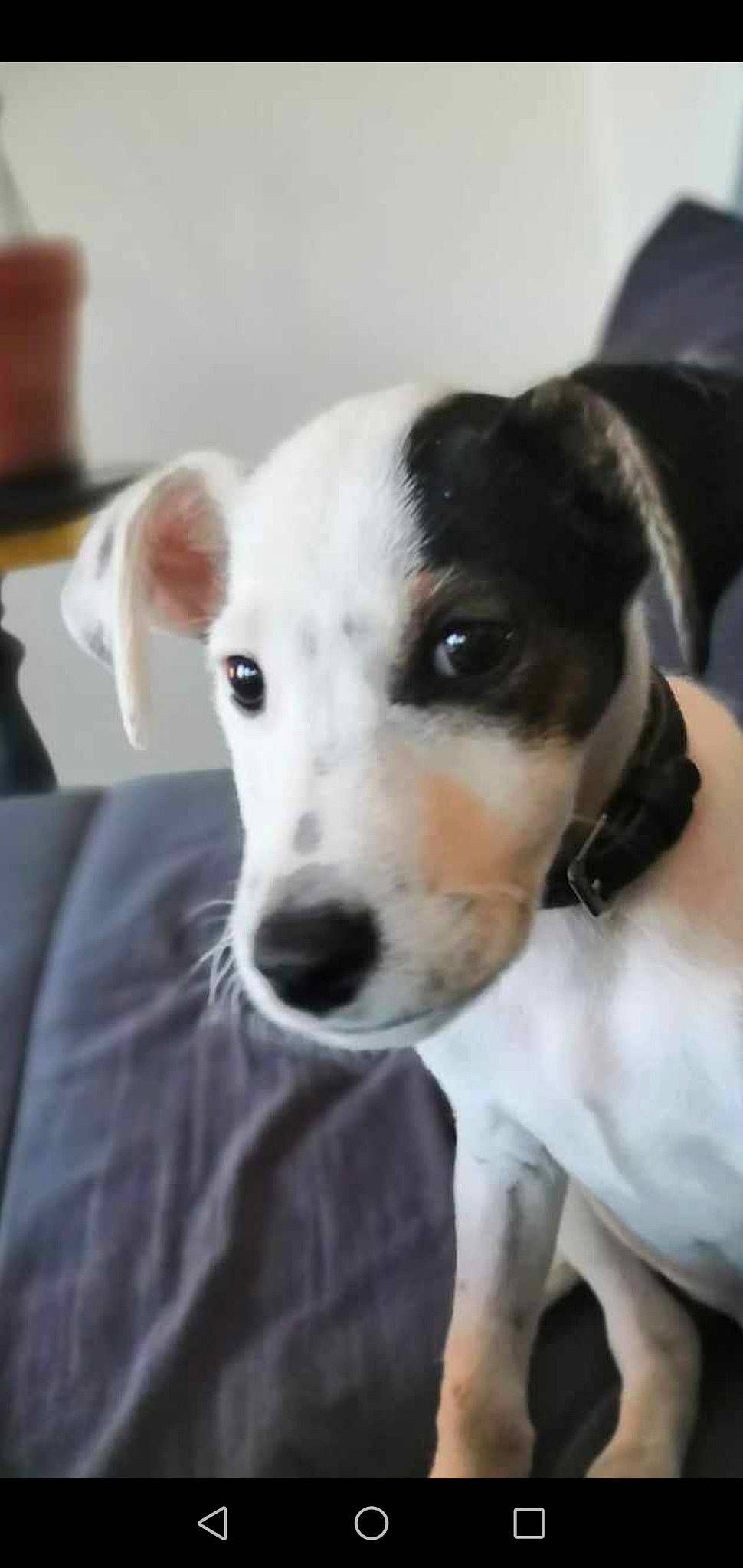 Milouz a rejoint le concours — aidez-le/la à gagner de superbes lots ! ancient_dog_breeds, canidae, carnivore, collar, companion_dog, dog, dog_breed, dog_collar, ear, fawn, fur, non_sporting_group, pet_supply, snout, sporting_group, terrestrial_animal, terrier, whiskers, working_animal