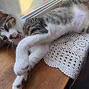 Louey is registered to the contest to win money with this photo: animal, cat, crochet, daylight, doily, feline, fur, indoor, mouth_open, natural_light, paw, pet, relaxed, stretching, tabby, whiskers, white_fur, window, windowsill, wooden_surface