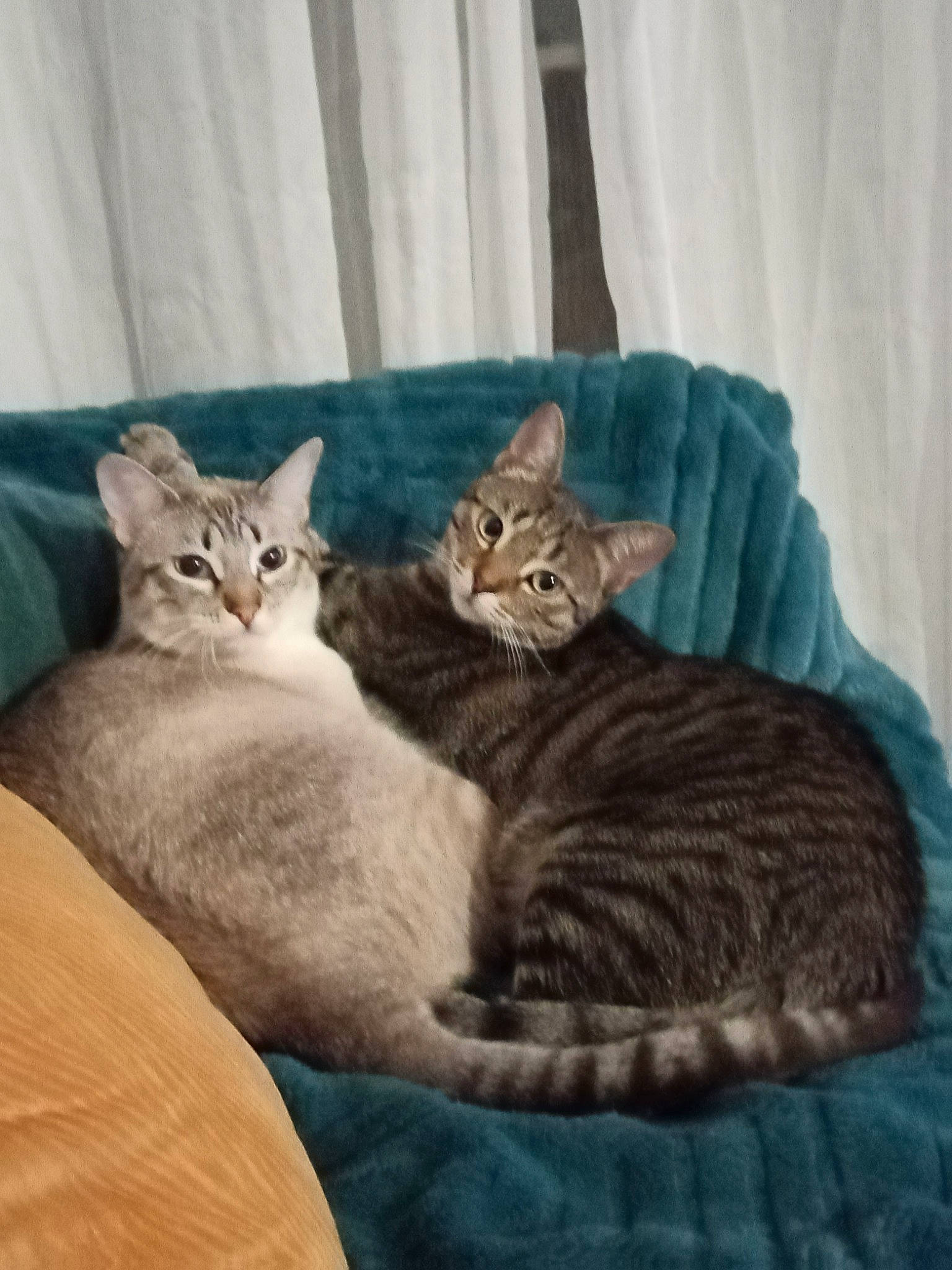 Ruby a rejoint le concours — aidez-le/la à gagner de superbes lots ! carnivore, cat, cat_bed, cat_supply, claw, comfort, domestic_short_haired_cat, fawn, felidae, fur, grey, linens, nap, paw, pet_supply, small_to_medium_sized_cats, snout, tail, vertebrate, whiskers