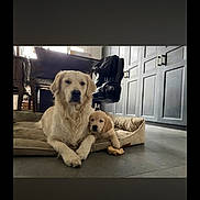 Sansa participe au concours pour gagner de l'argent avec cette photo : dog, dogs, golden_retriever, puppy, adult_dog, pet, animal, canine, fluffy, cream_coat, lying_down, dog_bed, indoor, kitchen, floor, cabinet, door, furniture, phone_screenshot, portrait