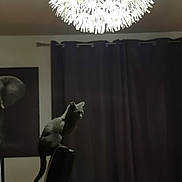 Venti participe au concours pour gagner de l'argent avec cette photo : animal, black_cat, cat, chair, contrast, curtain, dark, furniture, home, indoor, lamp, lighting, mysterious, pet, quiet, quiet_moment, shadow, silhouette, still_life, wall_art