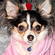 Bella is registered to the contest to win money with this photo: animal, bed, blanket, chihuahua, close_up, collar, cute, dog, domestic_animal, ears, face, fur, furry, indoor, looking_at_camera, pet, pink_hoodie, portrait, small_dog, tag
