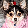 animal, bed, blanket, chihuahua, close_up, collar, cute, dog, domestic_animal, ears, face, fur, furry, indoor, looking_at_camera, pet, pink_hoodie, portrait, small_dog, tag