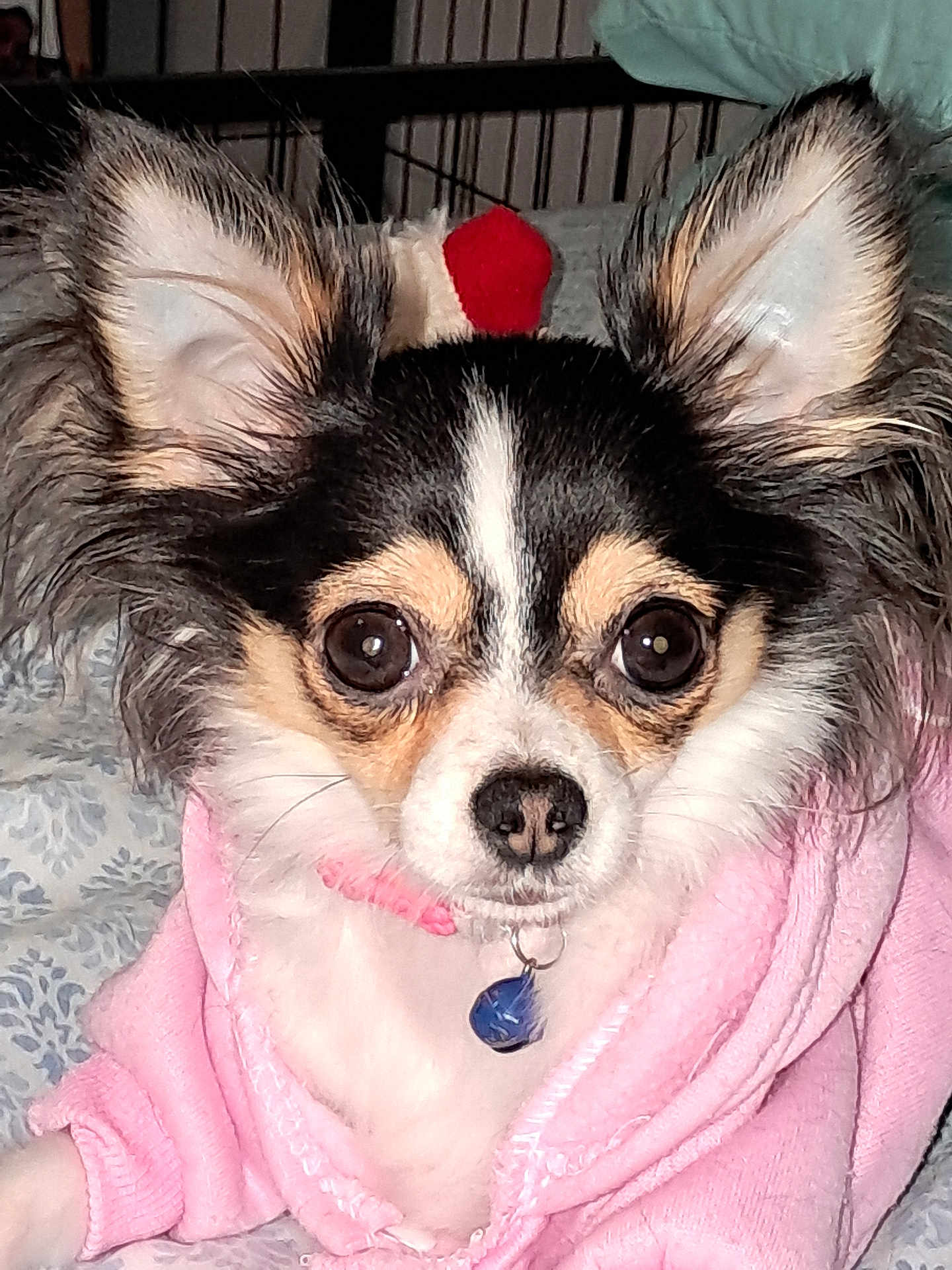 Bella