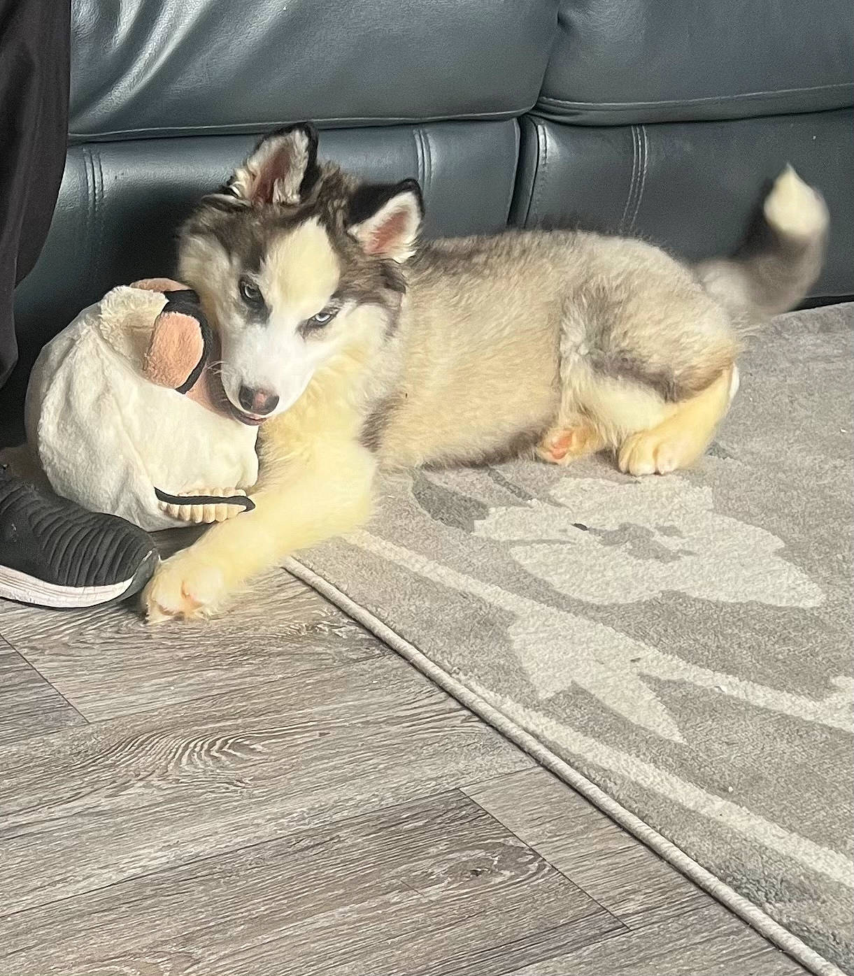 Sky is registered to the contest to win money with this photo: canidae, carnivore, comfort, companion_dog, couch, dog, dog_breed, dog_supply, fawn, flooring, fur, nap, non_sporting_group, paw, sled_dog, snout, sporting_group, tail, working_animal, working_dog