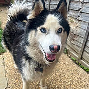 Sky is registered to the contest to win money with this photo: dog, husky, blue_eyes, smiling, outdoor, pet, fur, canine, happy, tail, ears, path, fence, collar, tongue, animal, walking, closeup, portrait, nature