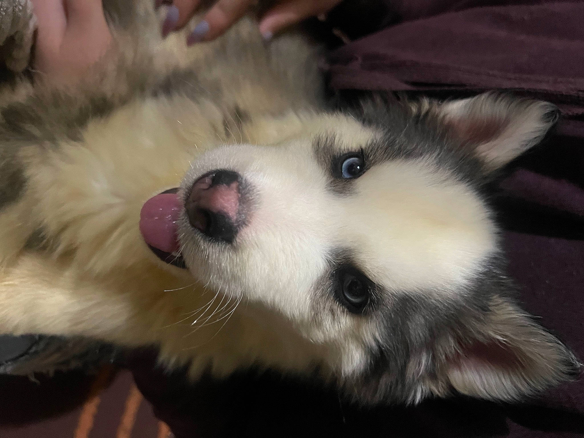 Sky joined the competition — help win amazing prizes! american_eskimo_dog, canidae, canis, carnivore, companion_dog, dog, dog_breed, fur, german_spitz, non_sporting_group, samoyed, sled_dog, snout, spitz, sporting_group, terrestrial_animal, volpino_italiano, whiskers, working_animal, working_dog