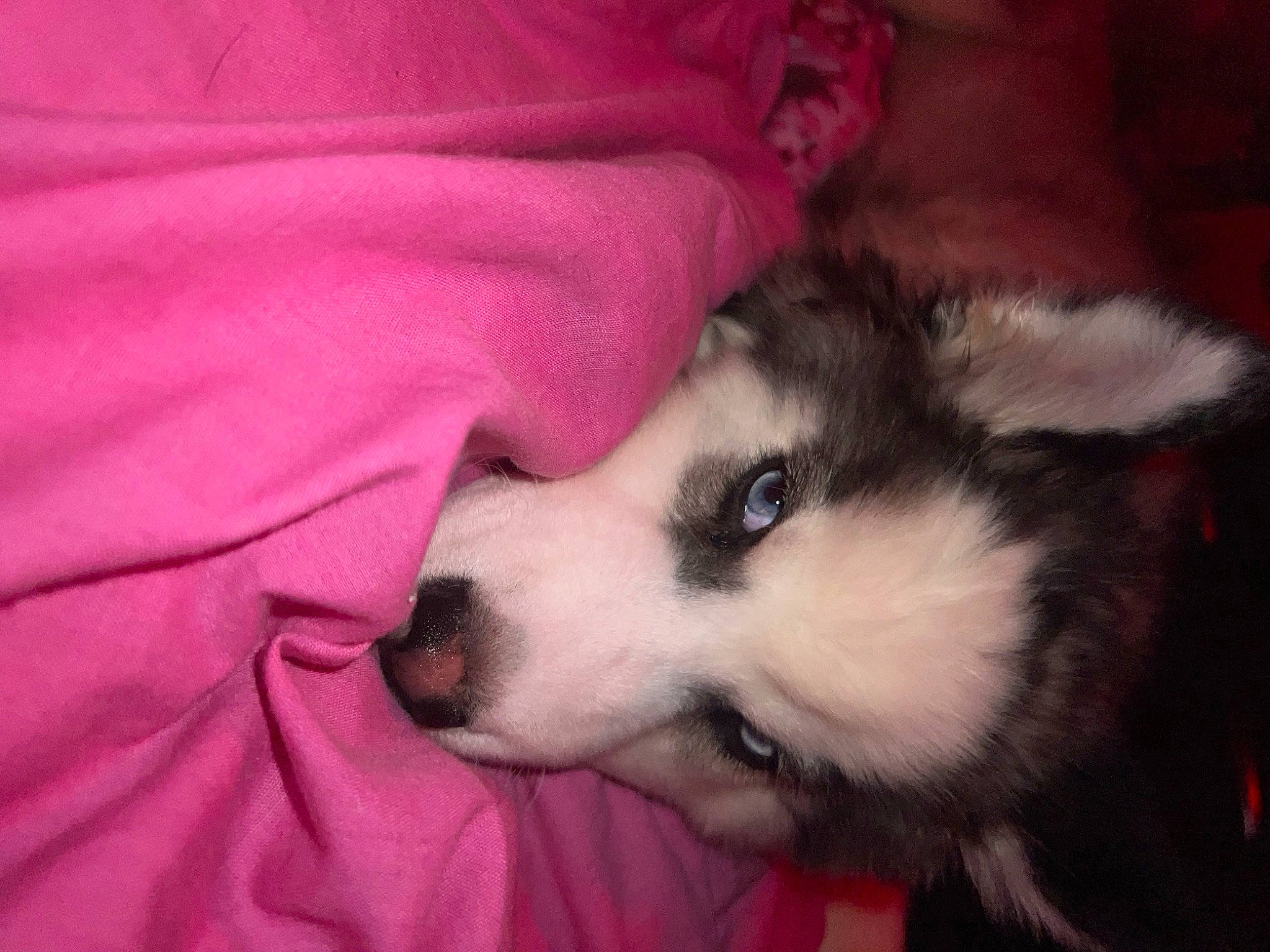 Sky joined the competition — help win amazing prizes! carnivore, comfort, companion_dog, dog, dog_breed, fawn, foot, fur, herding_dog, linens, magenta, paw, puppy, siberian_husky, sled_dog, spitz, terrestrial_animal, toy_dog, whiskers, working_dog