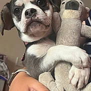 Luna joined the competition — help win amazing prizes! puppy, dog, toy, plush_toy, close_up, pet, animal, cute, paw, hand, indoor, fur, black_and_white, expression, looking_at_camera, soft_texture, cuddling, adorable, domestic_animal, person