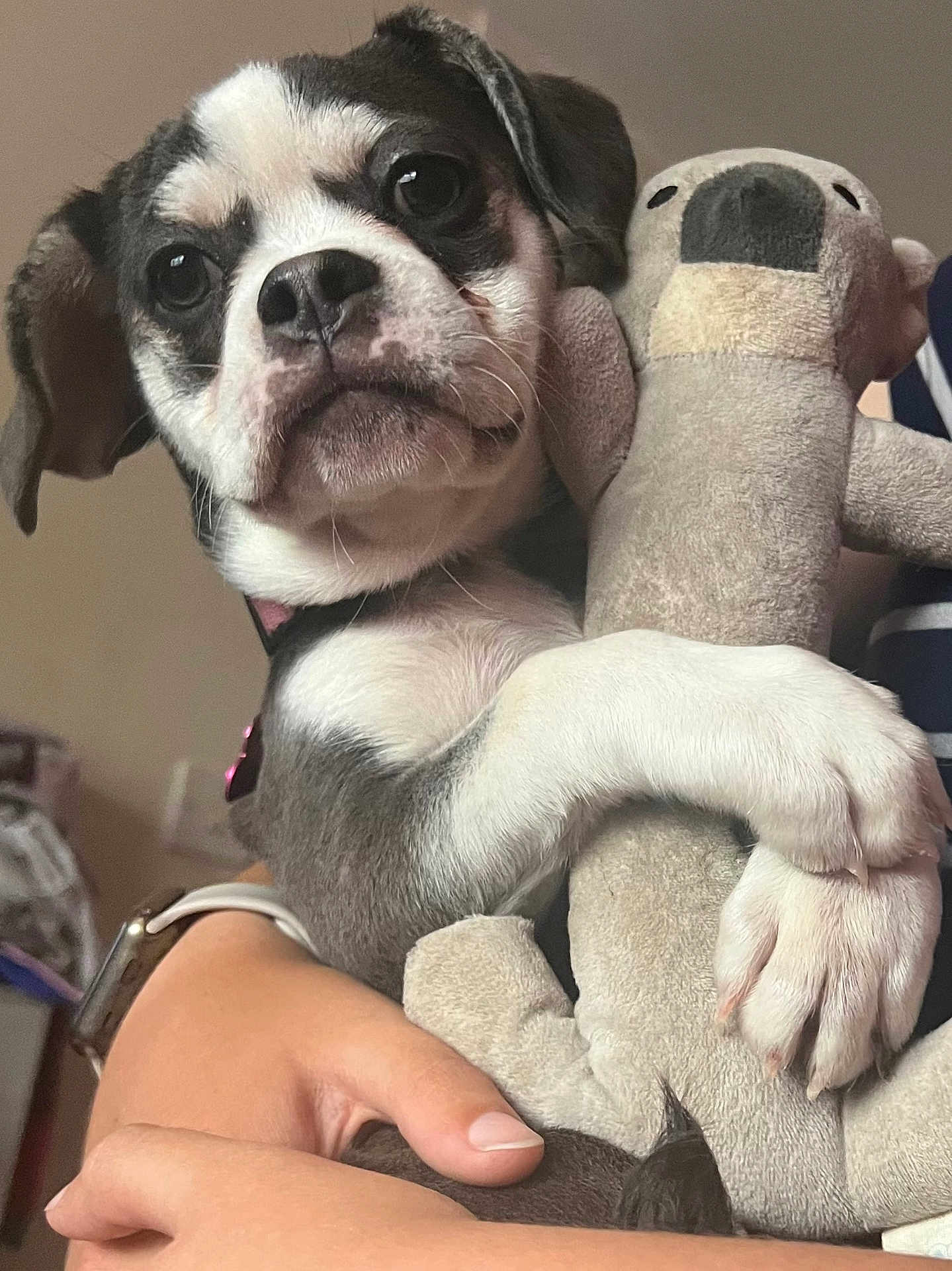 Luna joined the competition — help win amazing prizes! puppy, dog, toy, plush_toy, close_up, pet, animal, cute, paw, hand, indoor, fur, black_and_white, expression, looking_at_camera, soft_texture, cuddling, adorable, domestic_animal, person