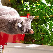 Galina participe au concours pour gagner de l'argent avec cette photo : domestic_pig, fawn, livestock, plant, snout, suidae