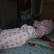 Galina a rejoint le concours — aidez-le/la à gagner de superbes lots ! arm, bed, bed_sheet, carnivoran, cat, cat_like_mammal, mammal, product, skin, small_to_medium_sized_cats, textile, vertebrate