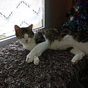 Roméo participe au concours pour gagner de l'argent avec cette photo : aegean_cat, cat, cat_like_mammal, domestic_short_haired_cat, european_shorthair, fauna, fur, kitten, small_to_medium_sized_cats, tail, whiskers