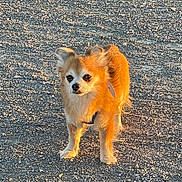 Luigi participe au concours pour gagner de l'argent avec cette photo : alert, animal, brown_fur, canine, companion, curious, cute, daylight, dog, fluffy, fur, gravel, nature, outdoor, pet, shadow, small_dog, standing, sunlight, walking_surface