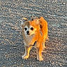 alert, animal, brown_fur, canine, companion, curious, cute, daylight, dog, fluffy, fur, gravel, nature, outdoor, pet, shadow, small_dog, standing, sunlight, walking_surface
