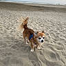animal, beach, canine, coast, curious, daytime, dog, fur, harness, nature, ocean, outdoor, pet, sand, shore, small_dog, sunlight, tail, walking, waves