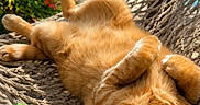 Oscar is registered to the contest to win money with this photo: animal, beach, cat, coconut, drink, flower, hammock, holiday, leisure, nature, orange_cat, outdoor, palm_tree, pet, relaxing, summer, sunglasses, sunny, tropical, vacation