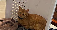 Oscar is registered to the contest to win money with this photo: cat, orange_tabby, laundry_basket, clothes, indoor, window, blinds, curtain, bed, towel, furniture, pet, domestic_cat, resting, curious, animal, cozy, striped, tail, collar