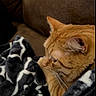 Oscar joined the competition — help win amazing prizes! cat, orange_tabby, blanket, black_and_white, patterned, couch, furniture, indoor, pet, fur, whiskers, cozy, resting, comfort, side_view, animal, domestic_cat, close_up, warm, relaxed
