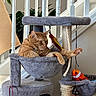 Oscar is registered to the contest to win money with this photo: cat, orange_tabby, cat_tree, hammock, toy, feathers, plush_toy, clownfish_toy, paw, relaxed, indoor, stairs, plant, rope, scratching_post, furniture, home, pet, cozy, lounging
