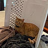 animal, bed, blanket, cat, clothes, cozy, curious, curtains, domestic, fabric, furniture, household, indoor, laundry_basket, orange_tabby, pet, resting, soft, tail, window