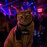 Oscar joined the competition — help win amazing prizes! animal, bar, bouncer, cat, cool, crowd, dark, disco_ball, dj, drink, entertainment, feline, indoor, neon_lights, nightclub, orange_tabby, party, pet, security_badge, walkie_talkie