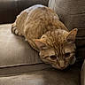 alert, animal, brown, cat, closeup, couch, cozy, cute, domestic, ears, eyes, feline, fur, furniture, indoor, mammal, orange_tabby, pet, resting, whiskers