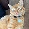 animal, cat, closeup, collar, comfortable, couch, cute, domestic, ears, feline, fur, furniture, household, indoor, orange_tabby, pet, relaxed, resting, tag, whiskers